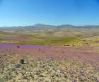 Пустыне Атакама в Чили витиеватой